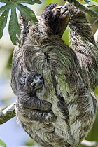 Brown-throated Three-toed Sloth (Bradypus variegatus) mother with newborn baby climbing tree, Aviarios Sloth Sanctuary, Costa Rica