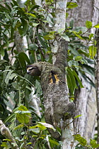 Brown-throated Three-toed Sloth (Bradypus variegatus) male climbing down tree with large group of moths on back, Aviarios Sloth Sanctuary, Costa Rica
