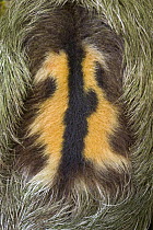 Brown-throated Three-toed Sloth (Bradypus variegatus) back of mature male, Aviarios Sloth Sanctuary, Costa Rica