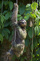 Brown-throated Three-toed Sloth (Bradypus variegatus) male covered in algae climbing down vine, Aviarios Sloth Sanctuary, Costa Rica