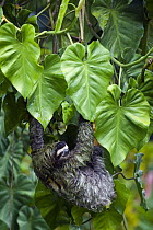 Brown-throated Three-toed Sloth (Bradypus variegatus) male climbing down mass of vines, Aviarios Sloth Sanctuary, Costa Rica