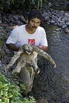 Brown-throated Three-toed Sloth (Bradypus variegatus) carried by caretaker Santiago Chaggo after injury from falling out of tree, Aviarios Sloth Sanctuary, Costa Rica