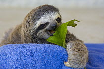 Brown-throated Three-toed Sloth (Bradypus variegatus) two month old baby eating leaf, Aviarios Sloth Sanctuary, Costa Rica
