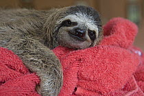 Brown-throated Three-toed Sloth (Bradypus variegatus) two month old orphaned baby, Aviarios Sloth Sanctuary, Costa Rica