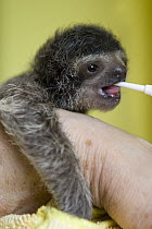 Brown-throated Three-toed Sloth (Bradypus variegatus) two day old orphaned baby bottle-feeding, Aviarios Sloth Sanctuary, Costa Rica