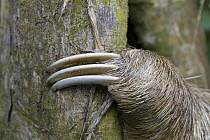 Brown-throated Three-toed Sloth (Bradypus variegatus) claws, Aviarios Sloth Sanctuary, Costa Rica