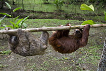 Brown-throated Three-toed Sloth (Bradypus variegatus) six month old orphaned babies climbing on jungle-gym, Aviarios Sloth Sanctuary, Costa Rica