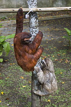 Brown-throated Three-toed Sloth (Bradypus variegatus) six month old orphaned babies climbing on jungle-gym with red individual treated for mange, Aviarios Sloth Sanctuary, Costa Rica