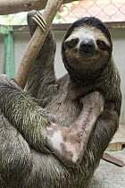 Brown-throated Three-toed Sloth (Bradypus variegatus) young male with stitches in broken arm, Aviarios Sloth Sanctuary, Costa Rica