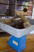 Brown-throated Three-toed Sloth (Bradypus variegatus) six month old orphaned baby being weighed, Aviarios Sloth Sanctuary, Costa Rica