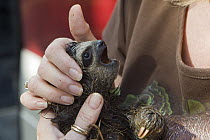 Brown-throated Three-toed Sloth (Bradypus variegatus) rescued orphaned baby calls out for its mother, Aviarios Sloth Sanctuary, Costa Rica