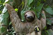Brown-throated Three-toed Sloth (Bradypus variegatus) with transmitter, Aviarios Sloth Sanctuary, Costa Rica