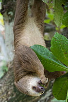 Hoffmann's Two-toed Sloth (Choloepus hoffmanni) feeding on leaves, Aviarios Sloth Sanctuary, Costa Rica
