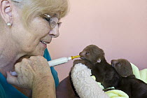 Hoffmann's Two-toed Sloth (Choloepus hoffmanni) two week old orphaned twins fed by sanctuary owner Judy Avey-Arroyo, Aviarios Sloth Sanctuary, Costa Rica