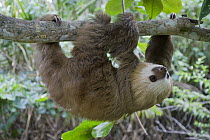 Hoffmann's Two-toed Sloth (Choloepus hoffmanni) six month old orphan in tree, Aviarios Sloth Sanctuary, Costa Rica