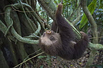 Hoffmann's Two-toed Sloth (Choloepus hoffmanni) orphan in tree, Aviarios Sloth Sanctuary, Costa Rica
