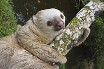 Hoffmann's Two-toed Sloth (Choloepus hoffmanni), Aviarios Sloth Sanctuary, Costa Rica