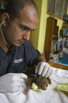 Hoffmann's Two-toed Sloth (Choloepus hoffmanni) veterinarian examins two week old orphaned baby, Aviarios Sloth Sanctuary, Costa Rica