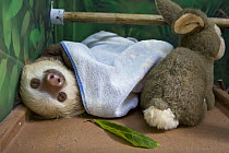 Hoffmann's Two-toed Sloth (Choloepus hoffmanni) sleeping in educational center, Aviarios Sloth Sanctuary, Costa Rica