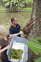 Hoffmann's Two-toed Sloth (Choloepus hoffmanni) released into the wild after rehabilitation by sanctuary owner Judy Avey-Arroyo, Aviarios Sloth Sanctuary, Costa Rica