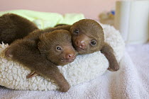 Hoffmann's Two-toed Sloth (Choloepus hoffmanni) orphaned two week old twins, Aviarios Sloth Sanctuary, Costa Rica