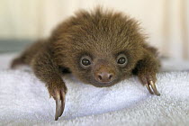 Hoffmann's Two-toed Sloth (Choloepus hoffmanni) orphaned baby, Aviarios Sloth Sanctuary, Costa Rica