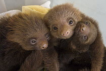 Hoffmann's Two-toed Sloth (Choloepus hoffmanni) orphaned babies, Aviarios Sloth Sanctuary, Costa Rica