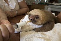 Hoffmann's Two-toed Sloth (Choloepus hoffmanni) orphaned baby bottle-feeding, Aviarios Sloth Sanctuary, Costa Rica
