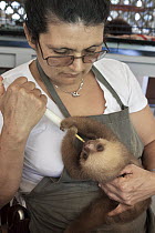 Hoffmann's Two-toed Sloth (Choloepus hoffmanni) orphaned baby bottle fed by caretaker Xinia Villegas, Aviarios Sloth Sanctuary, Costa Rica