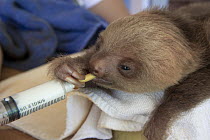 Hoffmann's Two-toed Sloth (Choloepus hoffmanni) orphaned baby bottle-feeding, Aviarios Sloth Sanctuary, Costa Rica