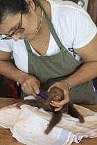 Hoffmann's Two-toed Sloth (Choloepus hoffmanni) orphaned baby being brushed by caretaker Xinia Villegas, Aviarios Sloth Sanctuary, Costa Rica