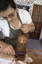 Hoffmann's Two-toed Sloth (Choloepus hoffmanni) orphaned baby being brushed by caretaker Xinia Villegas, Aviarios Sloth Sanctuary, Costa Rica