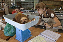 Hoffmann's Two-toed Sloth (Choloepus hoffmanni) orphaned baby weighed by sanctuary worker Claire Trimer, Aviarios Sloth Sanctuary, Costa Rica