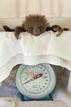Hoffmann's Two-toed Sloth (Choloepus hoffmanni) orphaned baby on scale, Aviarios Sloth Sanctuary, Costa Rica