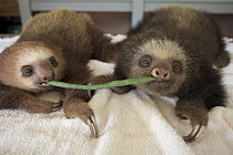 Hoffmann's Two-toed Sloth (Choloepus hoffmanni) orphaned babies sharing string bean, Aviarios Sloth Sanctuary, Costa Rica