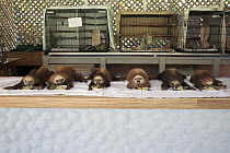 Hoffmann's Two-toed Sloth (Choloepus hoffmanni) orphaned babies lined up for feeding, Aviarios Sloth Sanctuary, Costa Rica