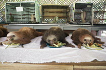 Hoffmann's Two-toed Sloth (Choloepus hoffmanni) orphaned babies feeding, Aviarios Sloth Sanctuary, Costa Rica