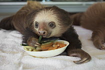 Hoffmann's Two-toed Sloth (Choloepus hoffmanni) orphaned baby feeding, Aviarios Sloth Sanctuary, Costa Rica