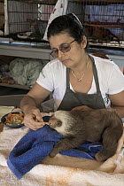 Hoffmann's Two-toed Sloth (Choloepus hoffmanni) orphaned baby fed by caretaker Xinia Villegas, Aviarios Sloth Sanctuary, Costa Rica