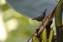 Palm Tanager (Thraupis palmarum), Colombia