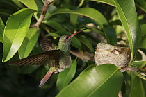 Rufous-tailed Hummingbird (Amazilia tzacatl) landing at nest, Colombia
