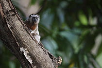 White-footed Tamarin (Saguinus leucopus) in tree, Colombia