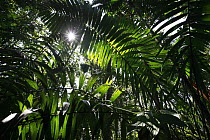 Backlit leaves in tropical rainforest, Sierra Nevada de Santa Marta, Colombia