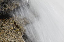 Stub-foot Toad (Atelopus laetissimus) near waterfall, Sierra Nevada de Santa Marta, Colombia