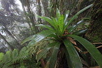 Bromeliad (Bromeliaceae) and tree fern at 1600 meters altitude in tropical rainforest, Sierra Nevada de Santa Marta National Park, Colombia