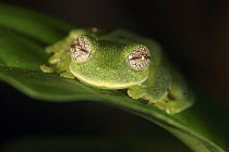 Glass Frog (Centrolene tayrona), Sierra Nevada de Santa Marta, Colombia