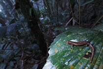 Plethodontid Salamander (Bolitoglossa savagei) in rainforest, Sierra Nevada de Santa Marta National Park, Colombia