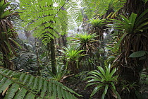 Bromeliad (Bromeliaceae) and tree fern at 1600 meters altitude in tropical rainforest, Sierra Nevada de Santa Marta National Park, Colombia