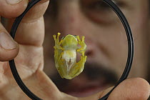 Glass Frog (Centrolenidae) on dish held by researchers, Sierra Nevada de Santa Marta, Colombia