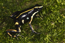 Yellow-striped Poison Frog (Dendrobates truncatus), Sierra Nevada de Santa Marta, Colombia